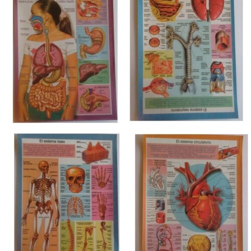 E011 PACK – LAMINAS ESCOLARES CUERPO HUMANO ,