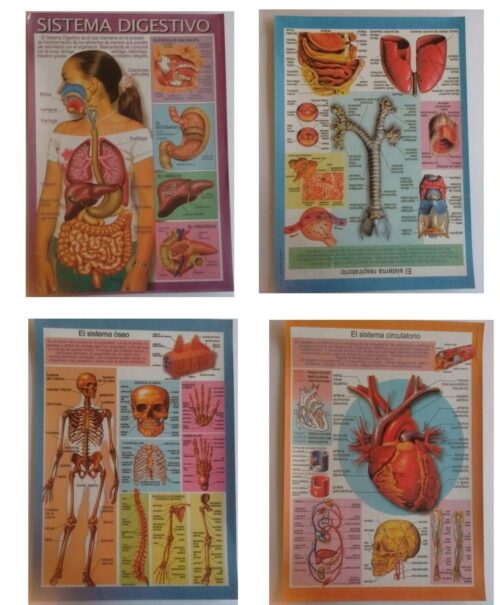 E011 PACK – LAMINAS ESCOLARES CUERPO HUMANO ,